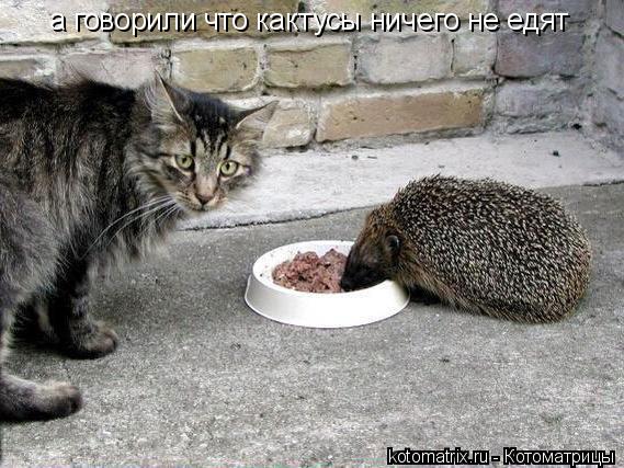 Котоматрица: а говорили что кактусы ничего не едят