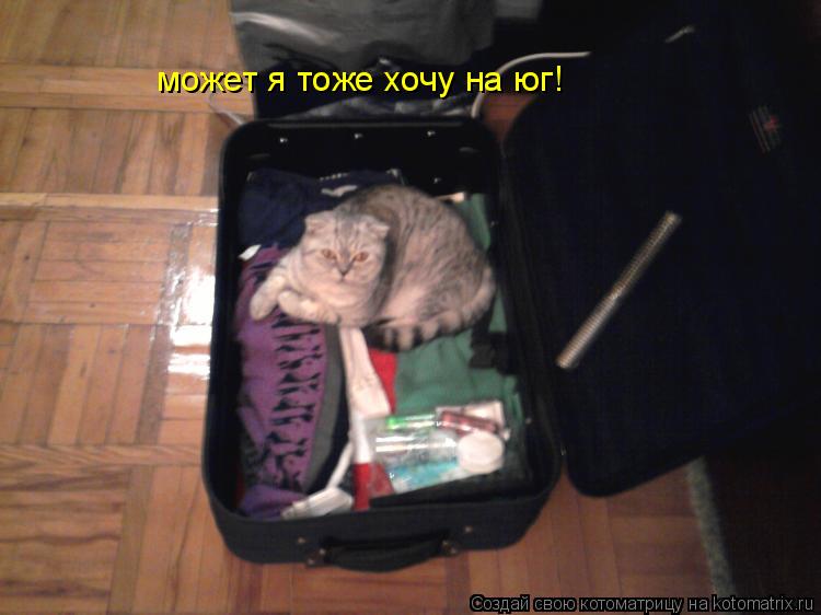 Котоматрица: может я тоже хочу на юг!