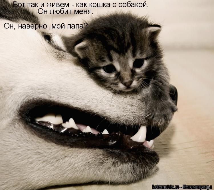 Котоматрица: Вот так и живем - как кошка с собакой. Он любит меня. Он, наверно, мой папа?