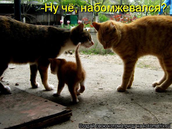 Котоматрица: -Ну чё, набомжевался?