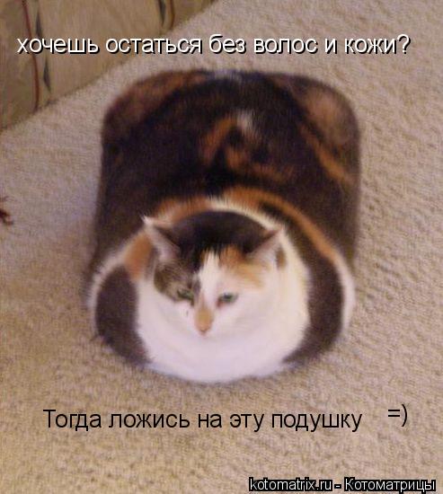 Котоматрица: хочешь остаться без волос и кожи? Тогда ложись на эту подушку =)