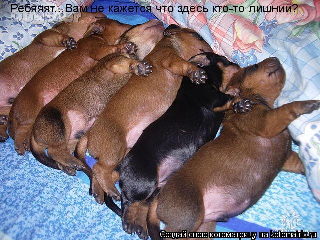 Котоматрица: Ребяяят...Вам не кажется что здесь кто-то лишний?