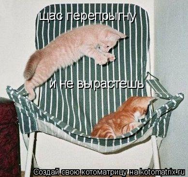 Котоматрица: щас перепрыгну  и не вырастешь