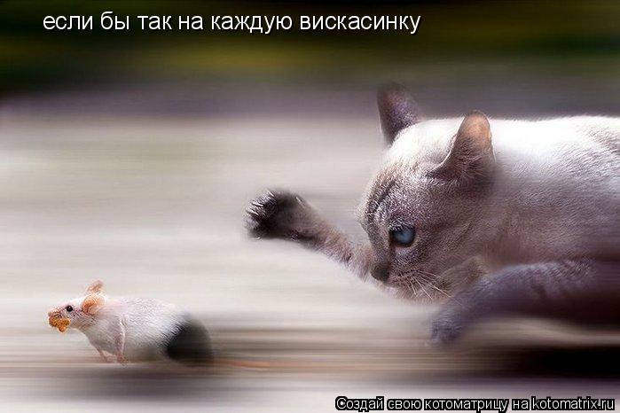 Котоматрица: если бы так на каждую вискасинку