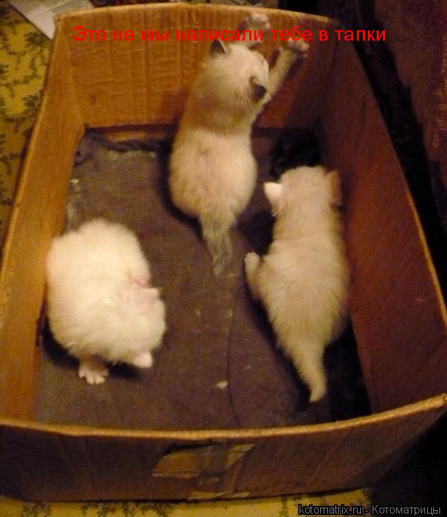 Котоматрица: Это не мы написали тебе в тапки