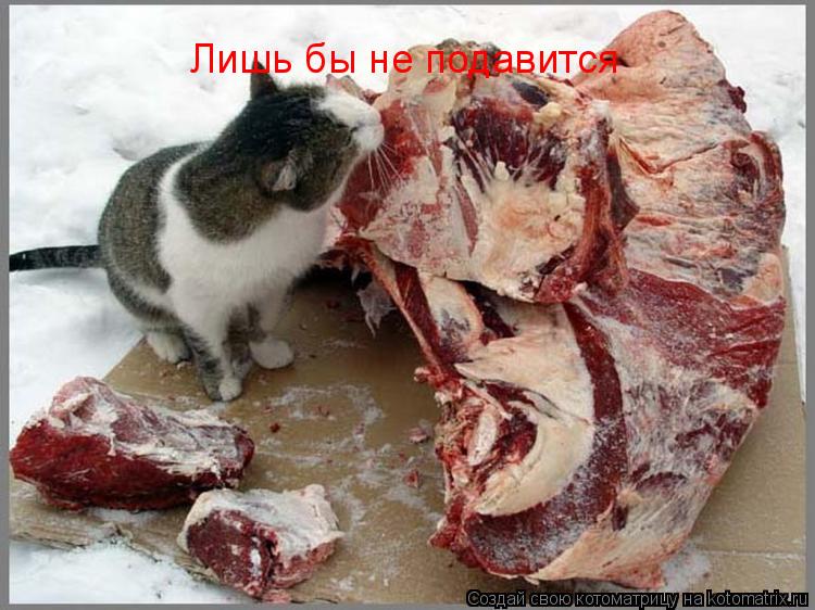 Котоматрица: Лишь бы не подавится