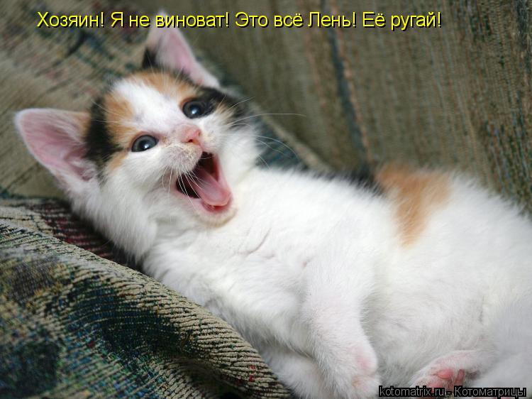 Котоматрица: Хозяин! Я не виноват! Это всё Лень! Её ругай!