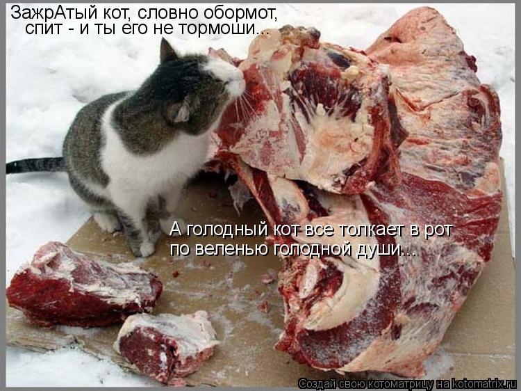 Котоматрица: А голодный кот все толкает в рот  по веленью голодной души... ЗажрАтый кот, словно обормот,  спит - и ты его не тормоши...