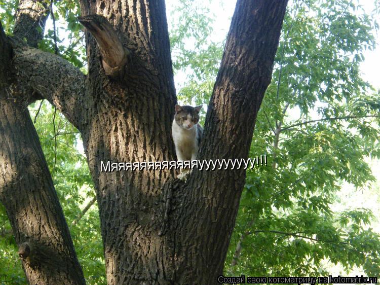 Котоматрица: Мяяяяяяяяяяяяууууууууу!!!