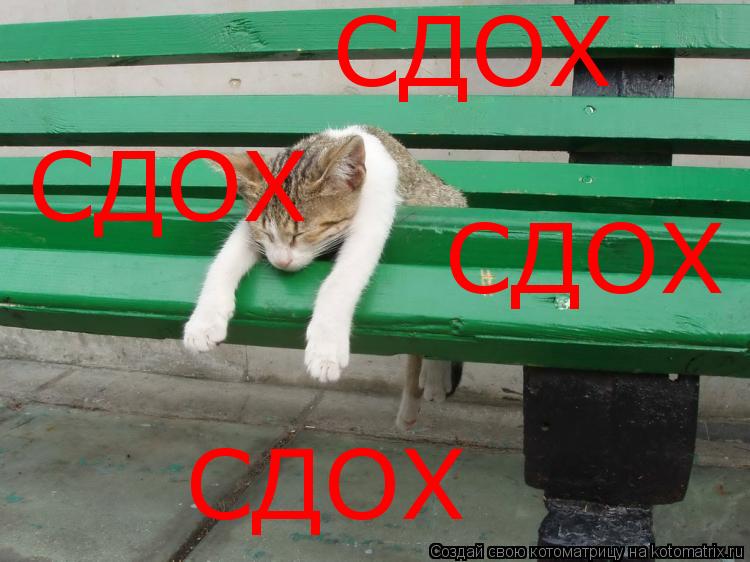 Котоматрица: СДОХ СДОХ СДОХ СДОХ