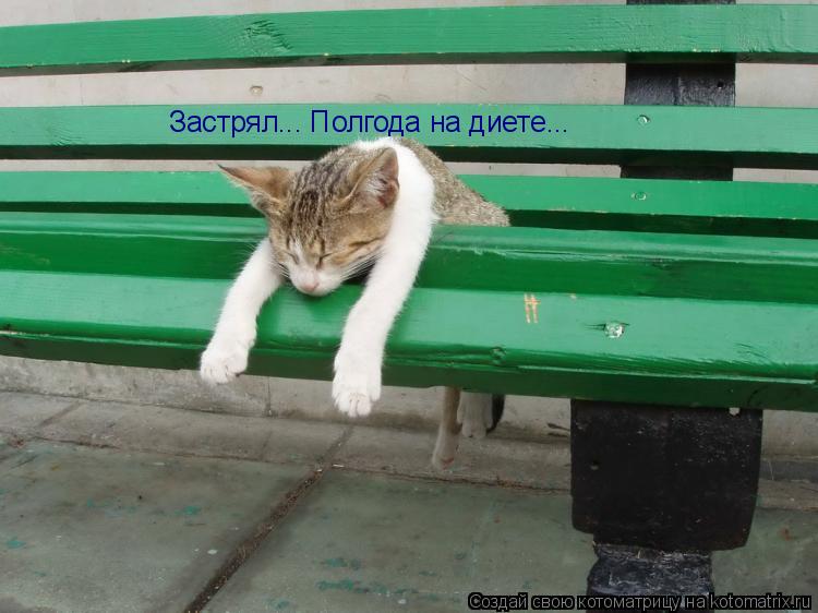 Котоматрица: Застрял... Полгода на диете...