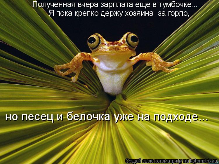 Котоматрица: Полученная вчера зарплата еще в тумбочке... Я пока крепко держу хозяина  за горло,  но песец и белочка уже на подходе...