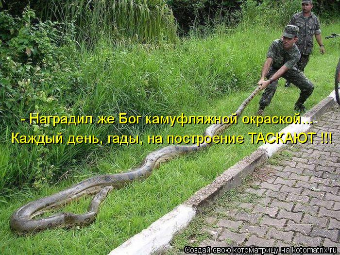 Каждый день, гады, на построение ТАСКАЮТ !!! - Наградил же Бог камуфляжной окраской...... Котоматрица: Каждый день, гады, на построение ТАСКАЮТ !!! - Наградил же Бог камуфляжной окраской...