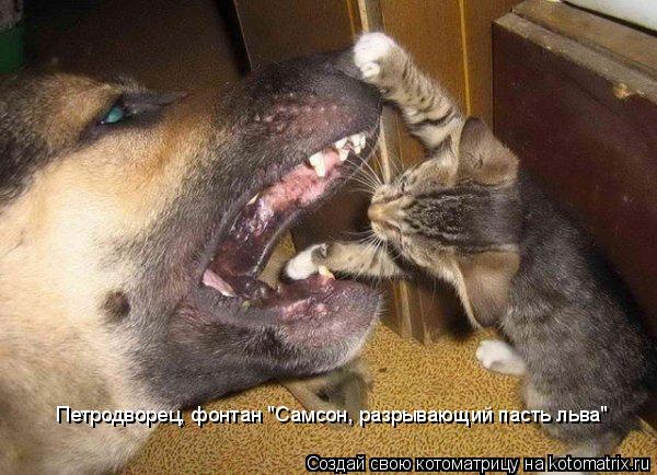 Котоматрица: Петродворец, фонтан "Самсон, разрывающий пасть льва" Петродворец, фонтан "Самсон, разрывающий пасть льва"