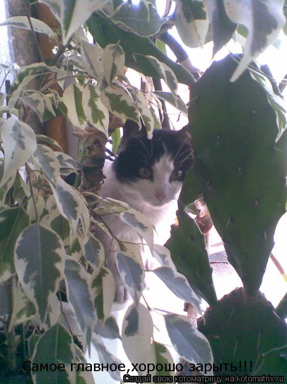 Котоматрица: Самое главное,хорошо зарыть!!!