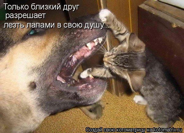 Котоматрица: Только близкий друг разрешает лезть лапами в свою душу...