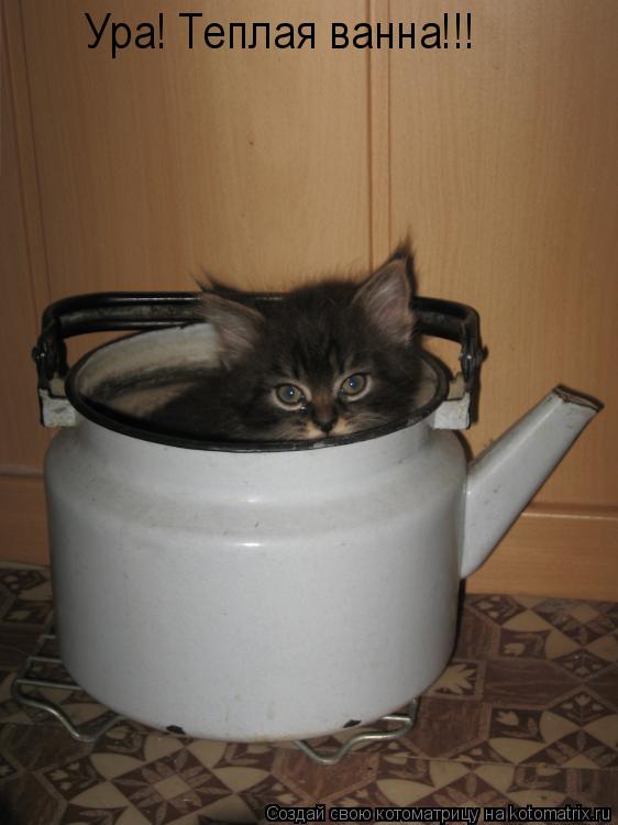 Котоматрица: Ура! Теплая ванна!!!