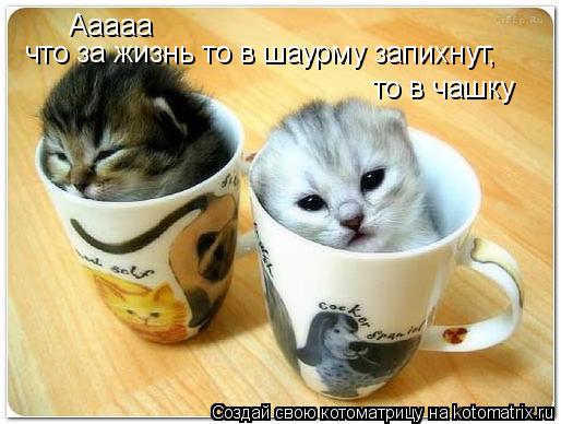 Котоматрица: Ааааа что за жизнь то в шаурму запихнут, то в чашку