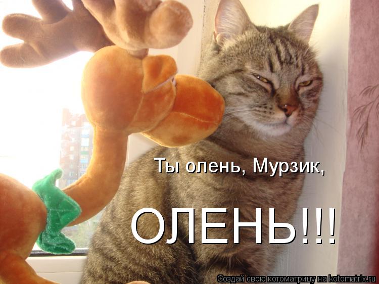 Котоматрица: Ты олень, Мурзик,  ОЛЕНЬ!!!