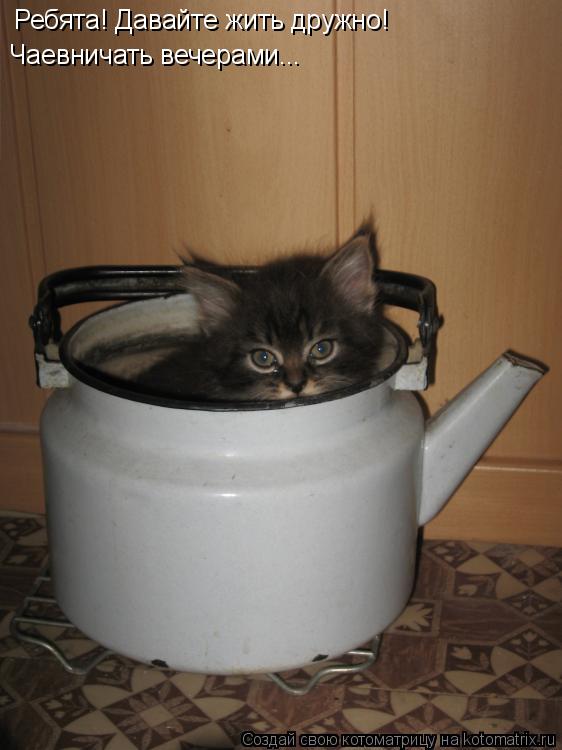 Котоматрица: Ребята! Давайте жить дружно! Чаевничать вечерами...