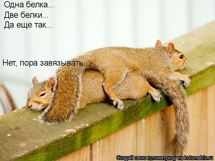 Одна белка... Две белки... Да еще так... Нет, пора завязывать...... Котоматрица: Одна белка... Две белки... Да еще так... Нет, пора завязывать...
