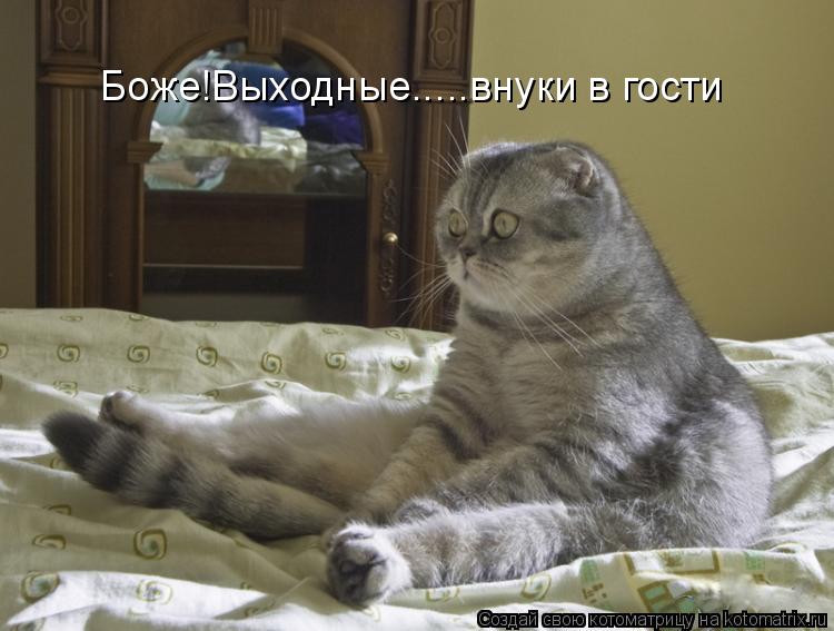 Котоматрица: Боже!Выходные.....внуки в гости