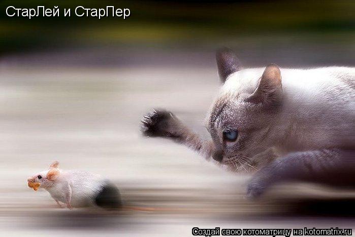 Котоматрица: СтарЛей и СтарПер