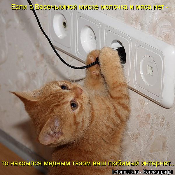 Котоматрица: Если в Васенькиной миске молочка и мяса нет -  то накрылся медным тазом ваш любимый интернет...