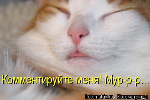 Котоматрица: Комментируйте меня! Мур-р-р...