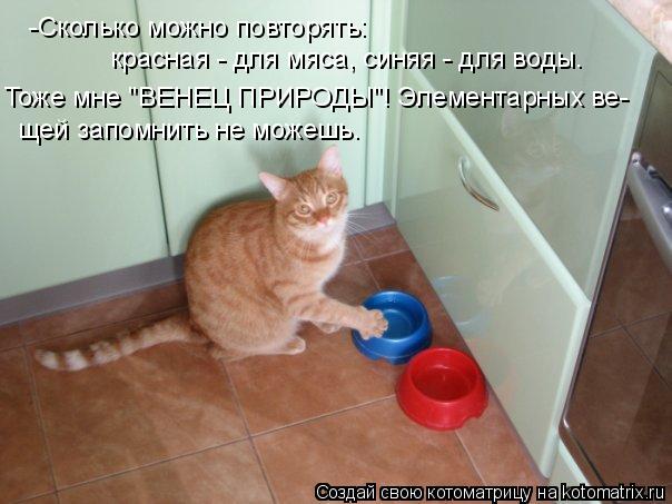 Котоматрица: -Сколько можно повторять:  красная - для мяса, синяя - для воды.  Тоже мне "ВЕНЕЦ ПРИРОДЫ"! Элементарных ве- щей запомнить не можешь.