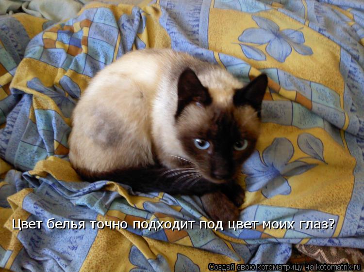 Котоматрица: Цвет белья точно подходит под цвет моих глаз?