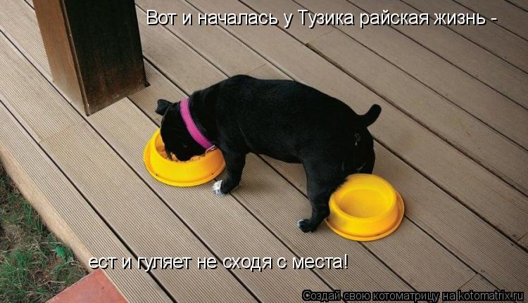 Котоматрица: Вот и началась у Тузика райская жизнь -  ест и гуляет не сходя с места!