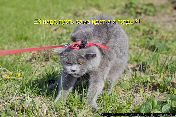 Котоматрица: Ей надо,пусть сама идёт-а я гордый!
