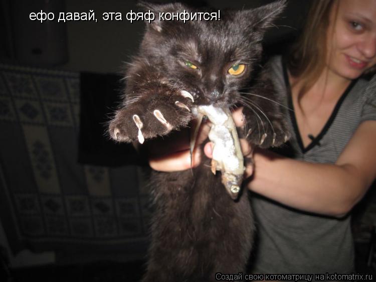 Котоматрица: ефо давай, эта фяф конфится!