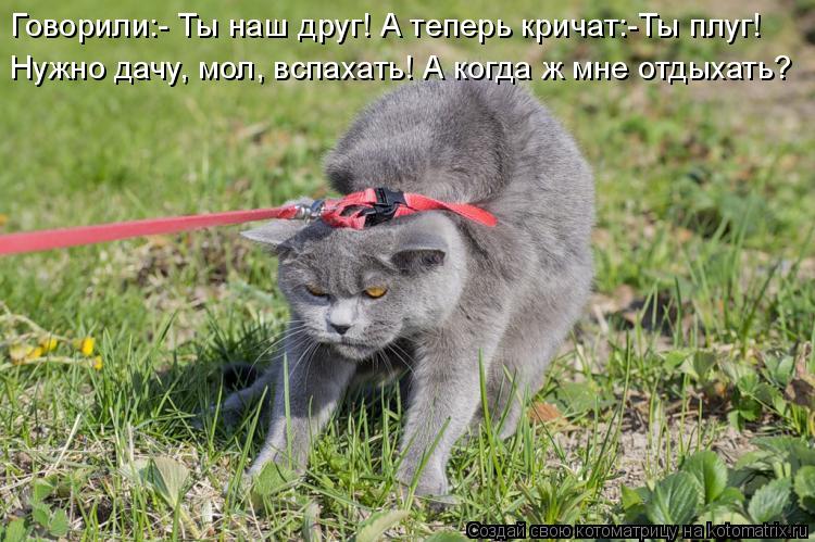 Котоматрица: Говорили:- Ты наш друг! А теперь кричат:-Ты плуг! Нужно дачу, мол, вспахать! А когда ж мне отдыхать?