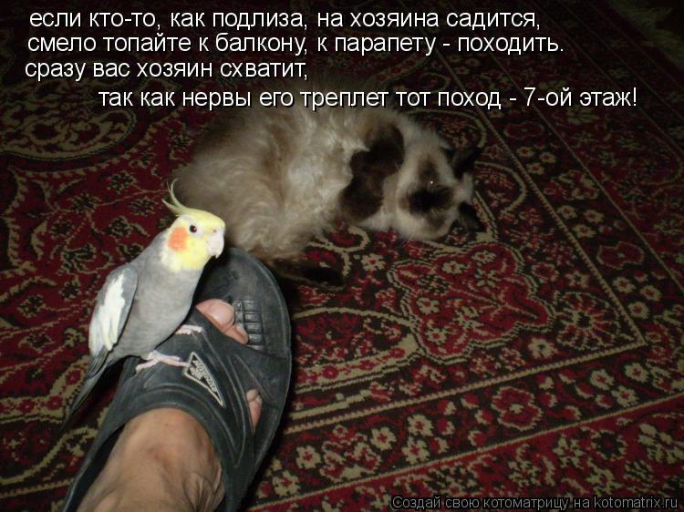 Котоматрица: если кто-то, как подлиза, на хозяина садится, смело топайте к балкону, к парапету - походить. сразу вас хозяин схватит, так как нервы его трепл