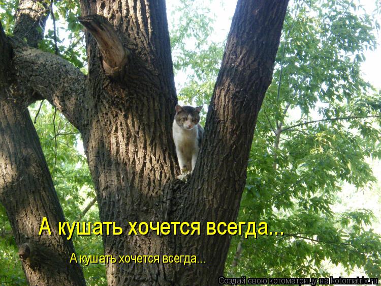 Котоматрица: А кушать хочется всегда... А кушать хочется всегда...