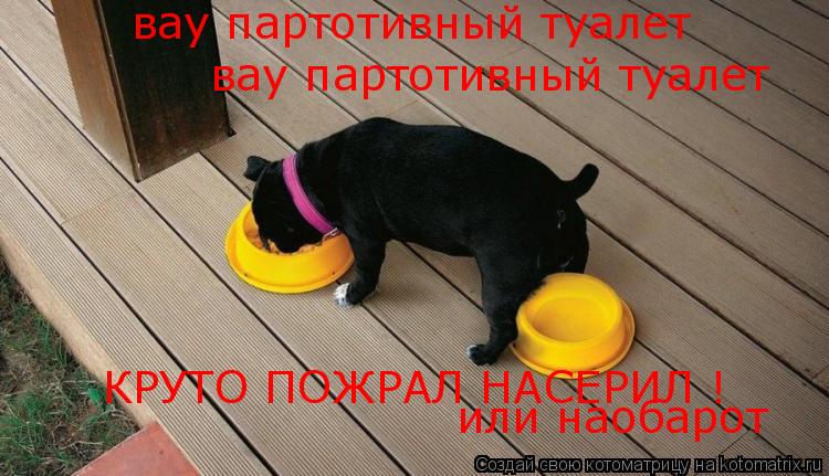 Котоматрица: вау партотивный туалет  вау партотивный туалет  КРУТО ПОЖРАЛ НАСЕРИЛ ! или наобарот