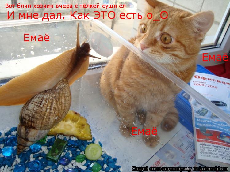 Котоматрица: Вот блин хозяин вчера с тёлкой суши ел  И мне дал. Как ЭТО есть о_О Емаё Емаё Емаё