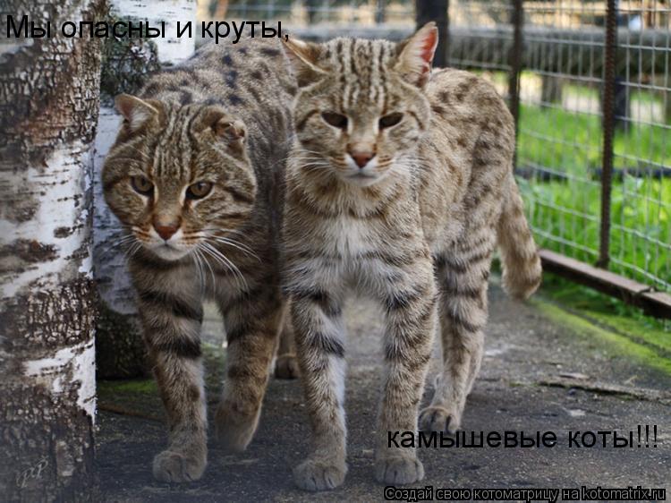 Мы опасны и круты, камышевые коты!!!... Котоматрица: Мы опасны и круты, камышевые коты!!!