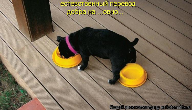 Котоматрица: естевственный перевод  добра на ...овно...