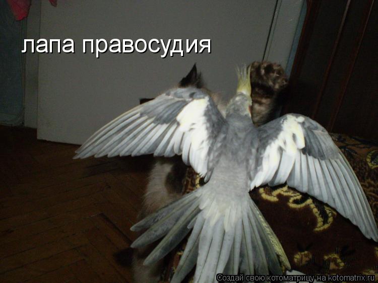 Котоматрица: лапа правосудия