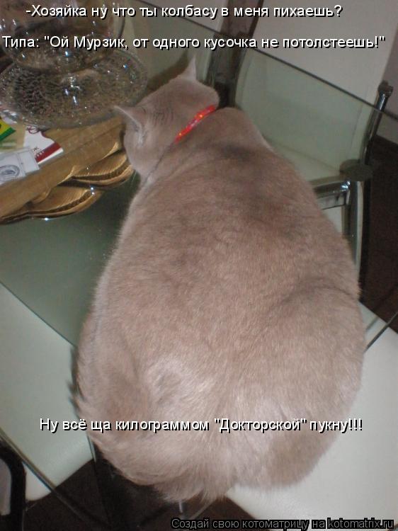 Котоматрица: Типа: "Ой Мурзик, от одного кусочка не потолстеешь!" -Хозяйка ну что ты колбасу в меня пихаешь? Ну всё ща килограммом "Докторской" пукну!!!