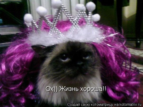 Котоматрица: Ох)) Жизнь хороша!!