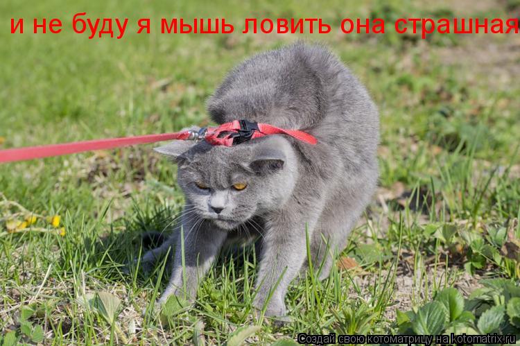 Котоматрица: и не буду я мышь ловить она страшная