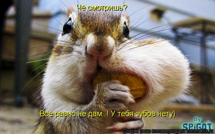 Котоматрица: Чё смотришь? Всё равно не дам..! У тебя зубов нету)