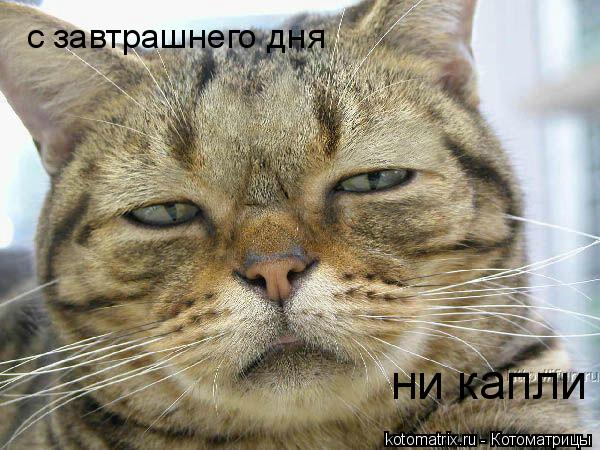 Котоматрица: с завтрашнего дня ни капли
