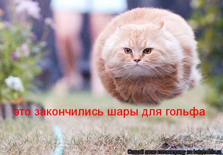 Котоматрица: это закончились шары для гольфа