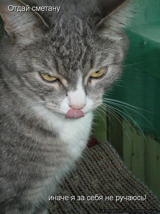 Котоматрица: Отдай сметану иначе я за себя не ручаюсь!