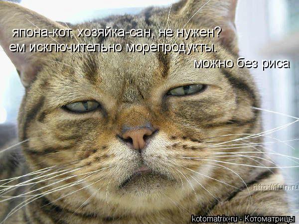 Котоматрица: япона-кот, хозяйка-сан, не нужен? ем исключительно морепродукты.  можно без риса